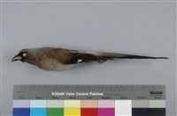 藏品(樹鵲)的圖片